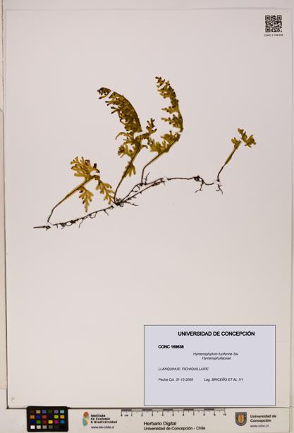 Hymenophyllum fuciforme [Espécimen: UDEC:CONC:0169638]