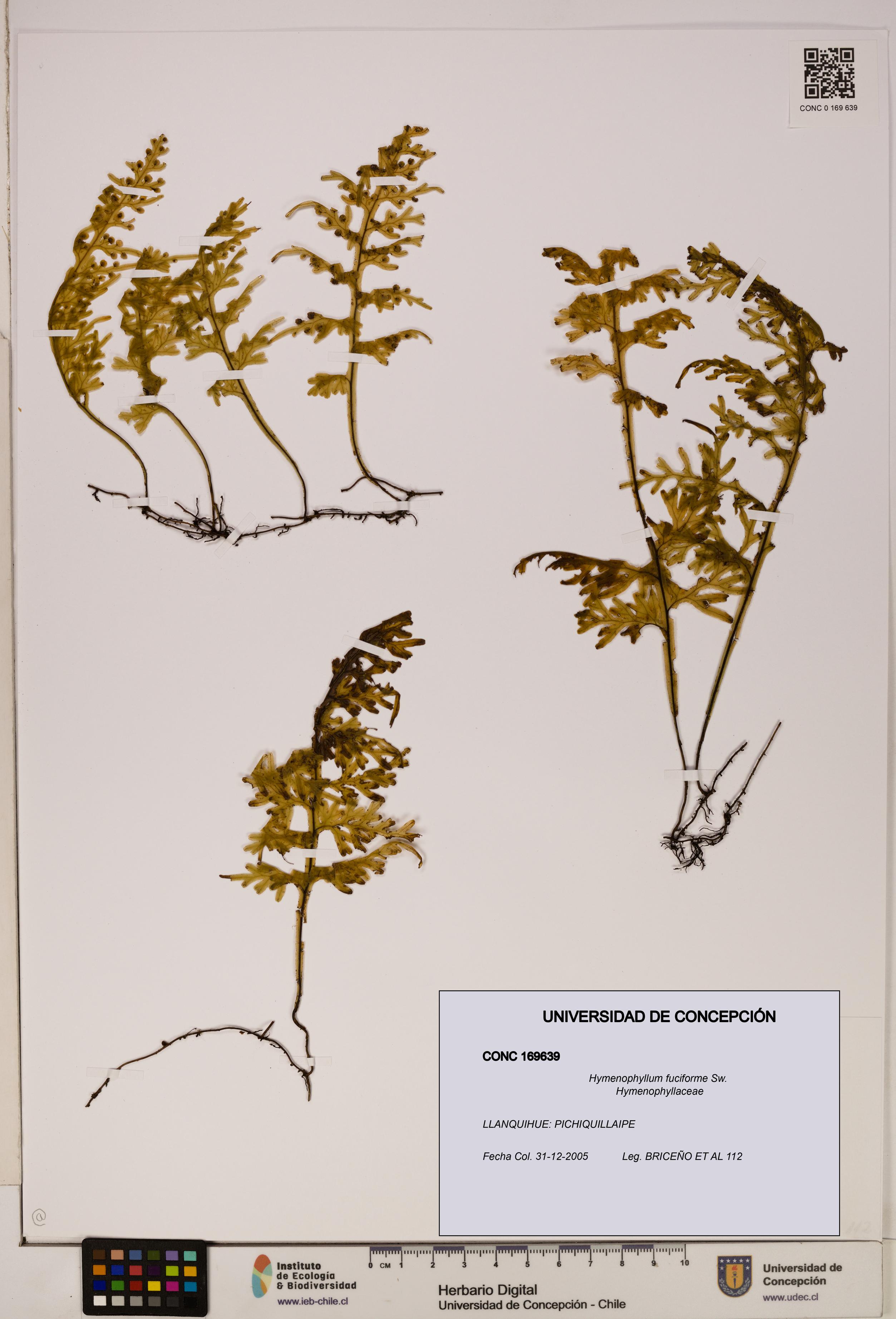 Hymenophyllum fuciforme [Espécimen: UDEC:CONC:0169639]