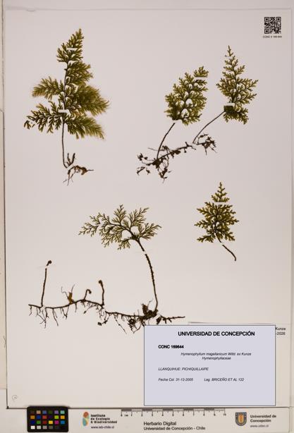Hymenophyllum magellanicum [Espécimen: ]