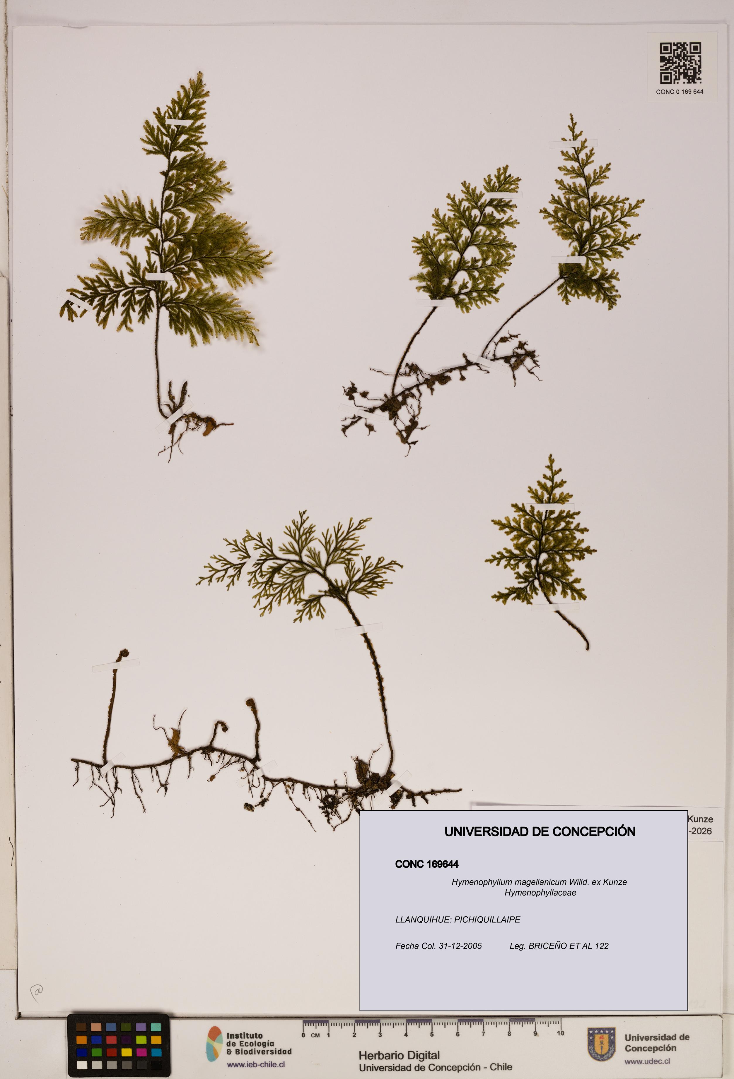 Hymenophyllum magellanicum [Espécimen: ]