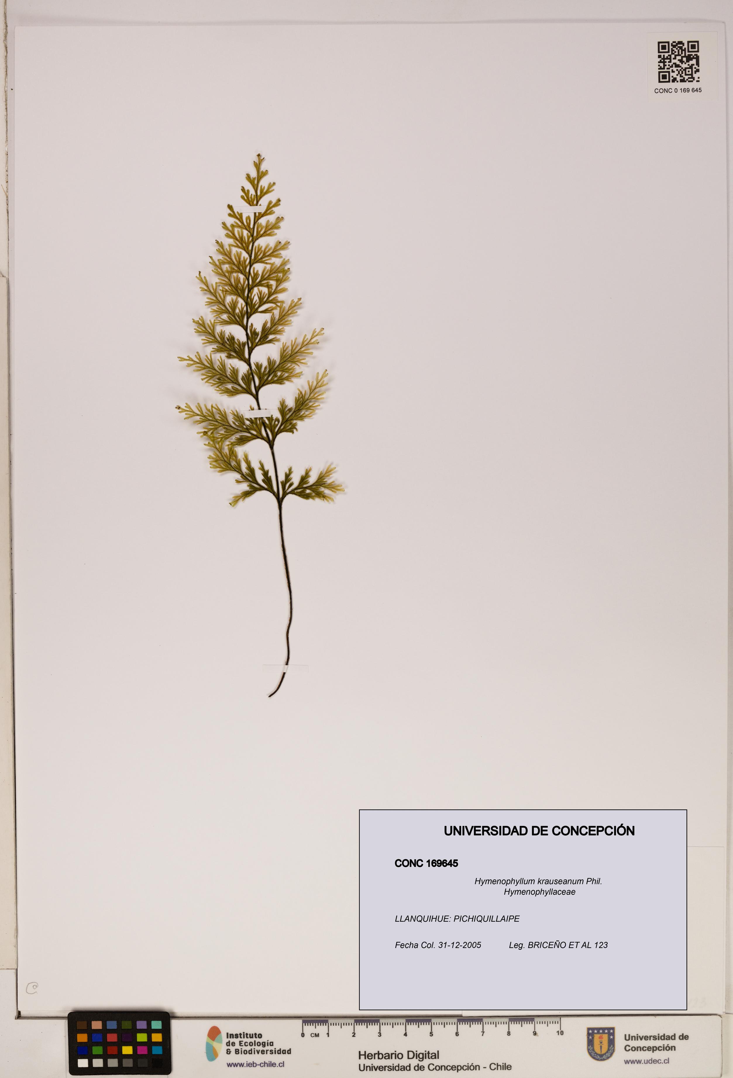 Hymenophyllum krauseanum [Espécimen: ]