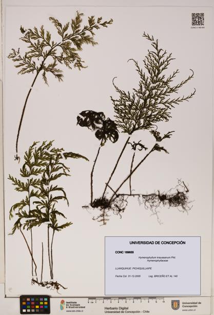 Hymenophyllum krauseanum [Espécimen: ]