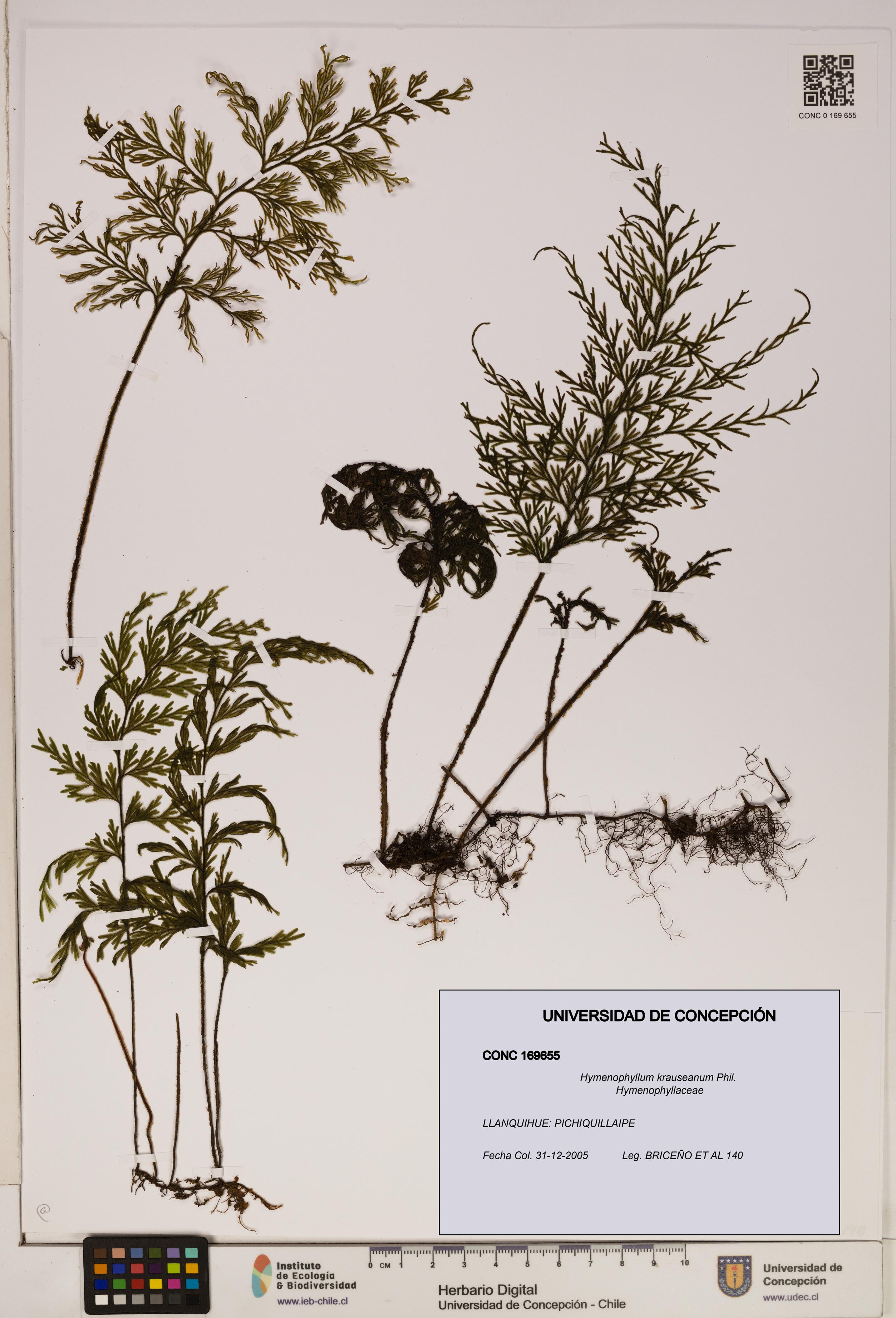 Hymenophyllum krauseanum [Espécimen: ]