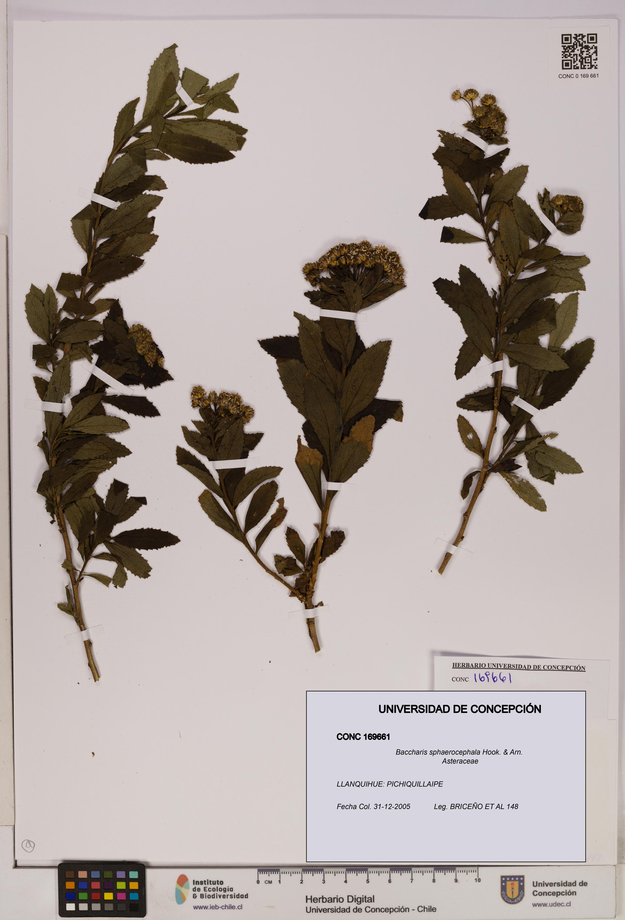 Baccharis sphaerocephala [Espécimen: UDEC:CONC:0169661]