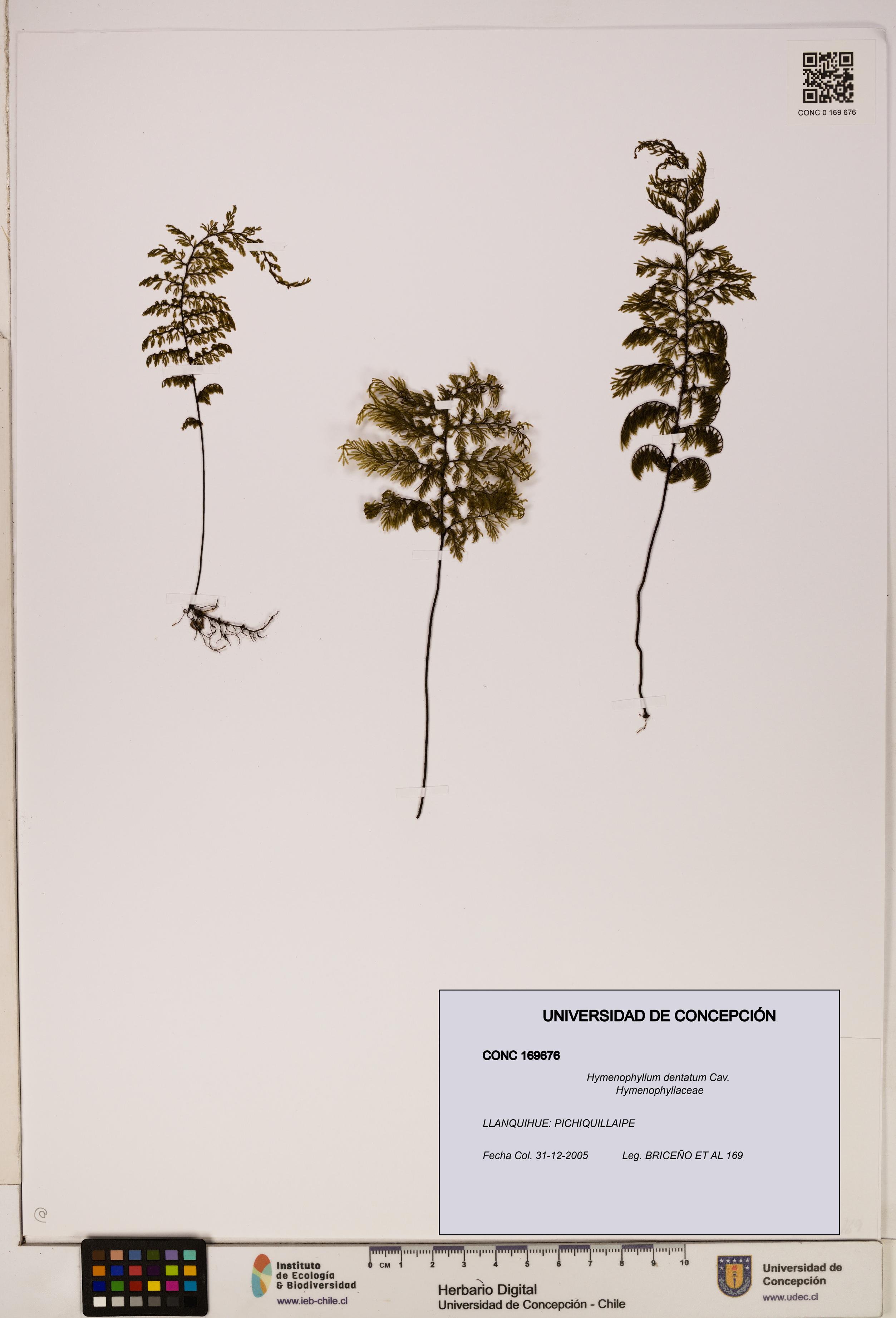 Hymenophyllum dentatum [Espécimen: UDEC:CONC:0169676]