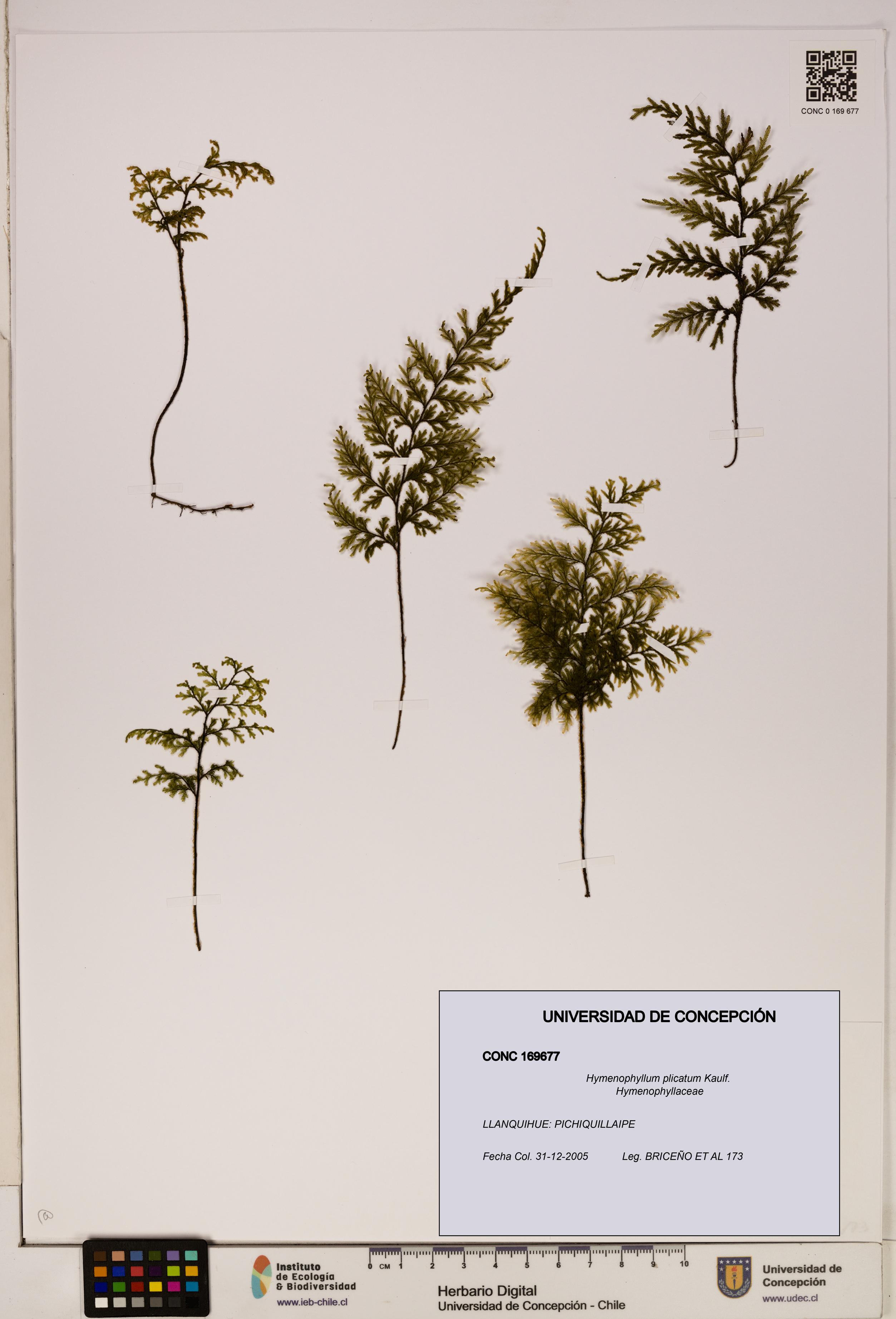 Hymenophyllum plicatum [Espécimen: ]