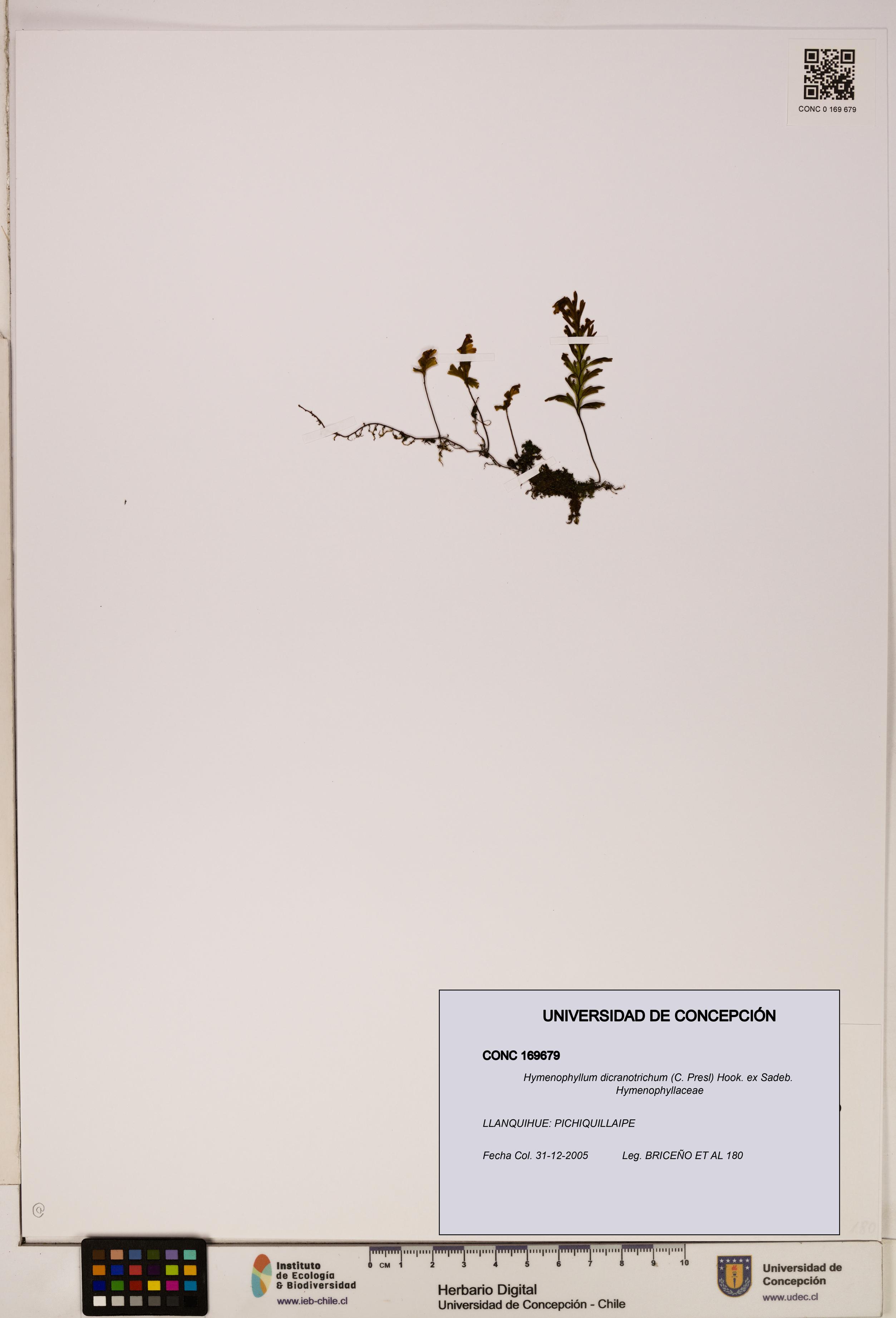 Hymenophyllum dicranotrichum [Espécimen: UDEC:CONC:0169679]