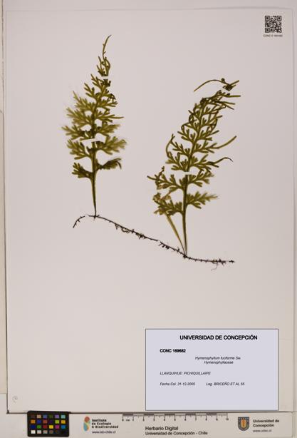 Hymenophyllum fuciforme [Espécimen: UDEC:CONC:0169682]
