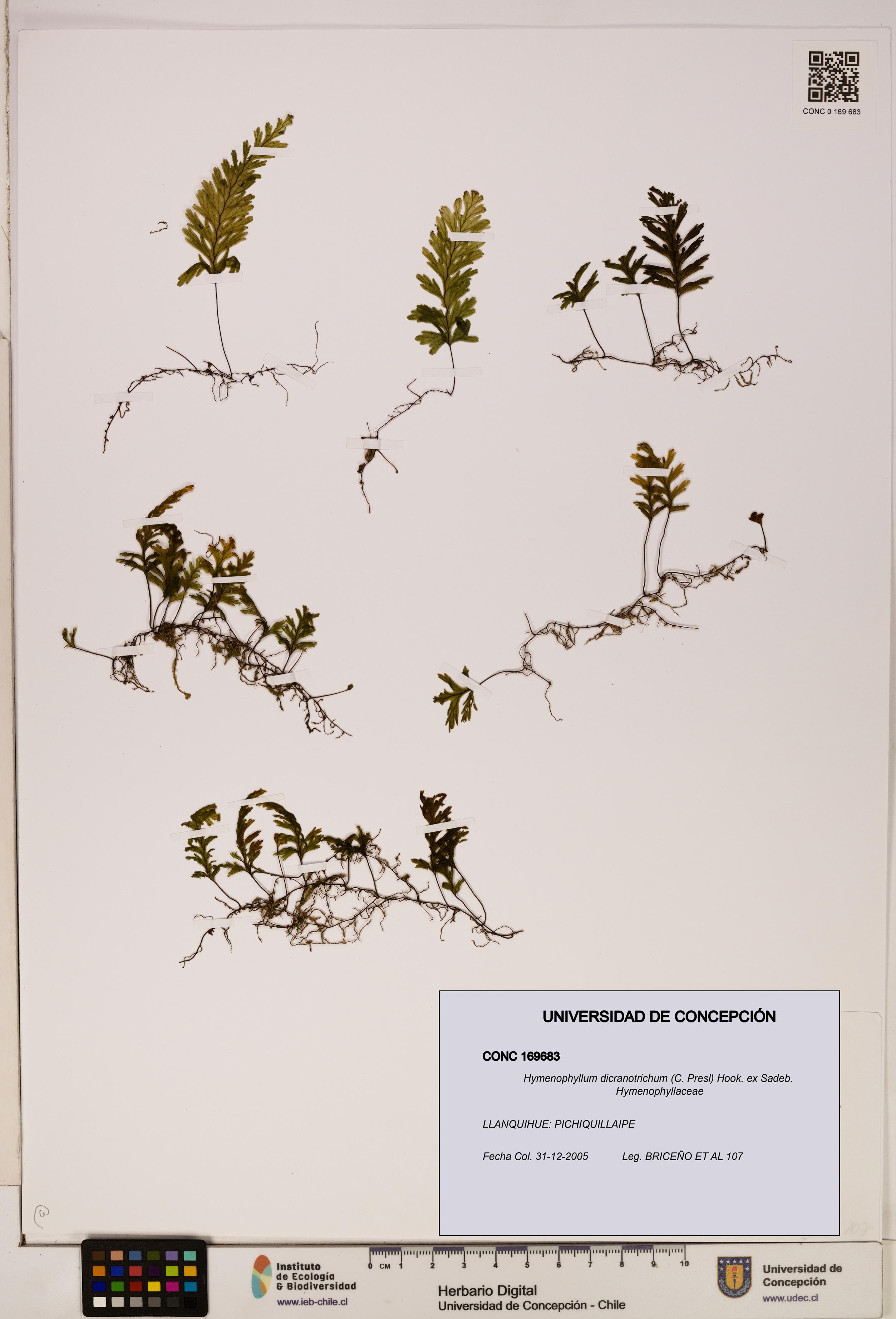 Hymenophyllum dicranotrichum [Espécimen: UDEC:CONC:0169683]