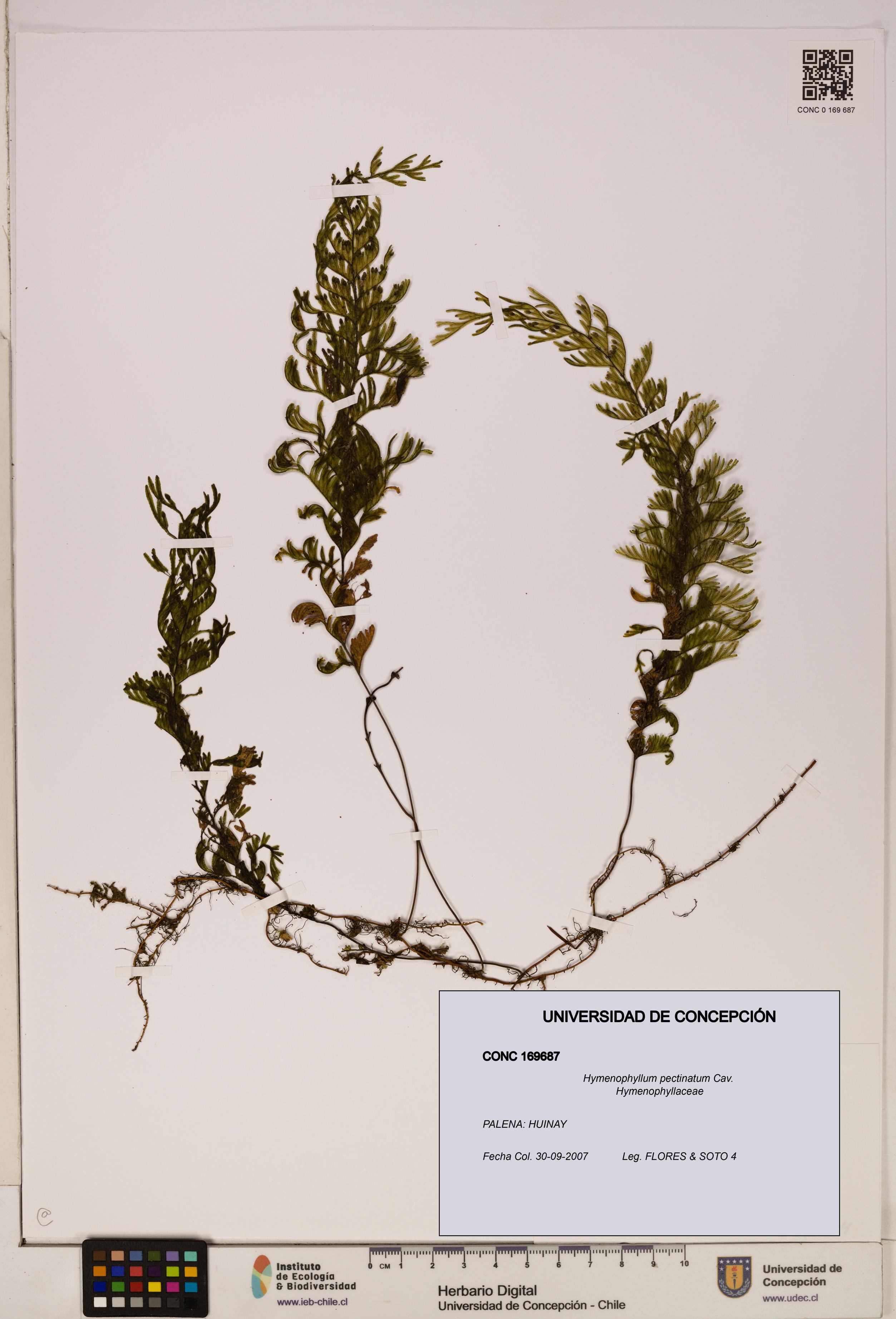Hymenophyllum pectinatum [Espécimen: ]