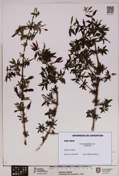Fuchsia magellanica [Espécimen: UDEC:CONC:0169703]