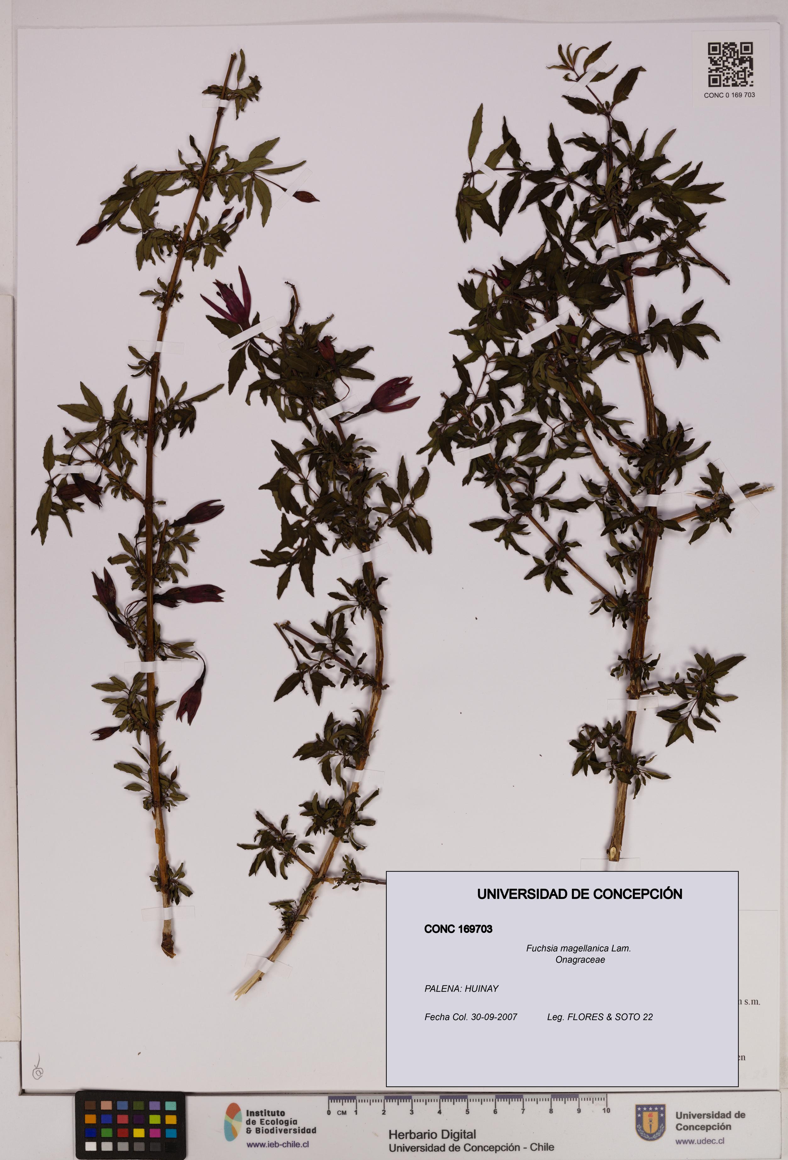 Fuchsia magellanica [Espécimen: UDEC:CONC:0169703]