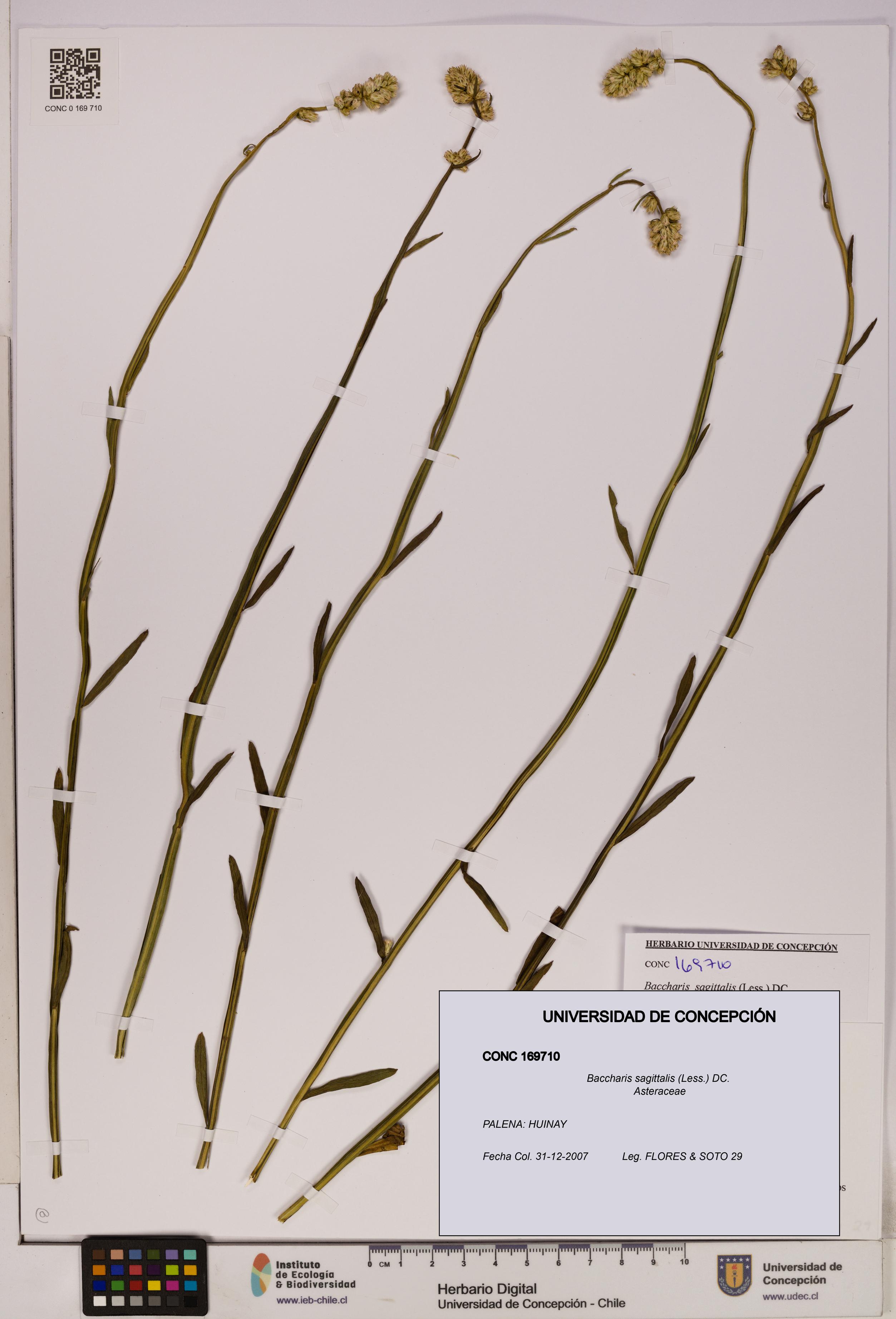 Baccharis sagittalis [Espécimen: UDEC:CONC:0169710]