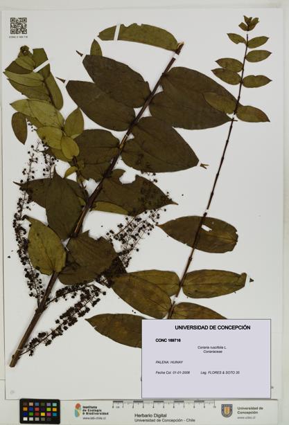 Coriaria ruscifolia [Espécimen: ]