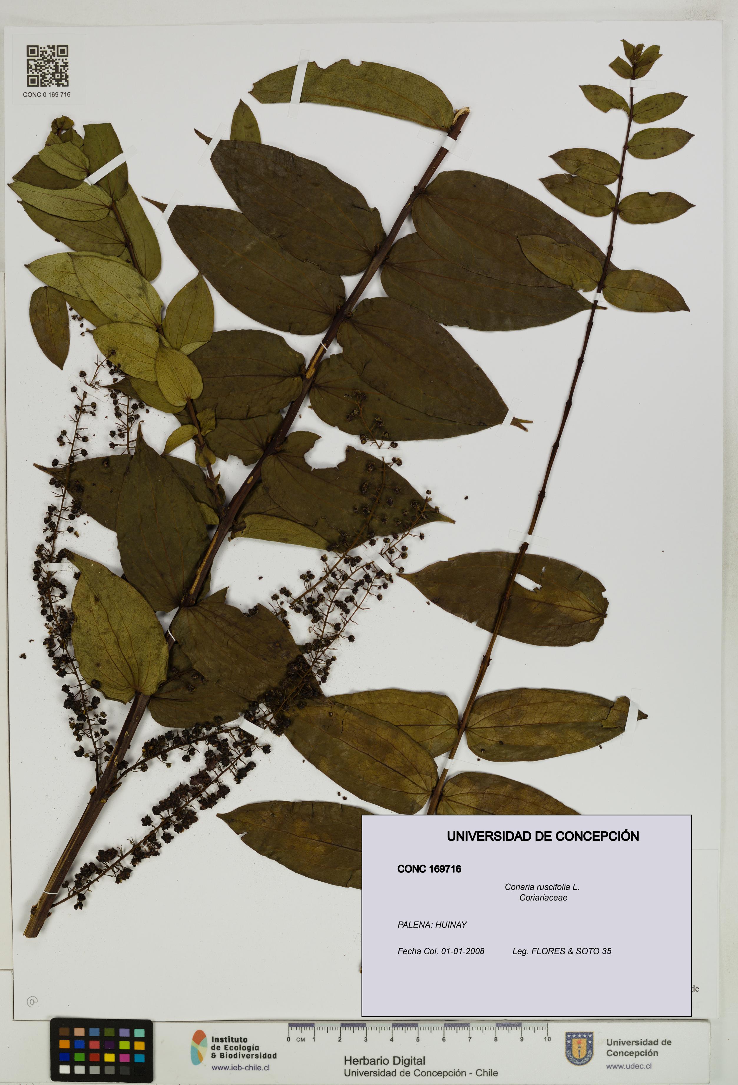 Coriaria ruscifolia [Espécimen: ]