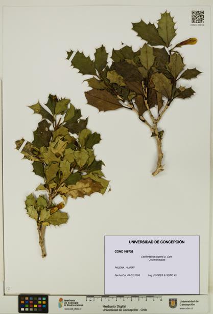 Desfontainia fulgens [Espécimen: UDEC:CONC:0169726]