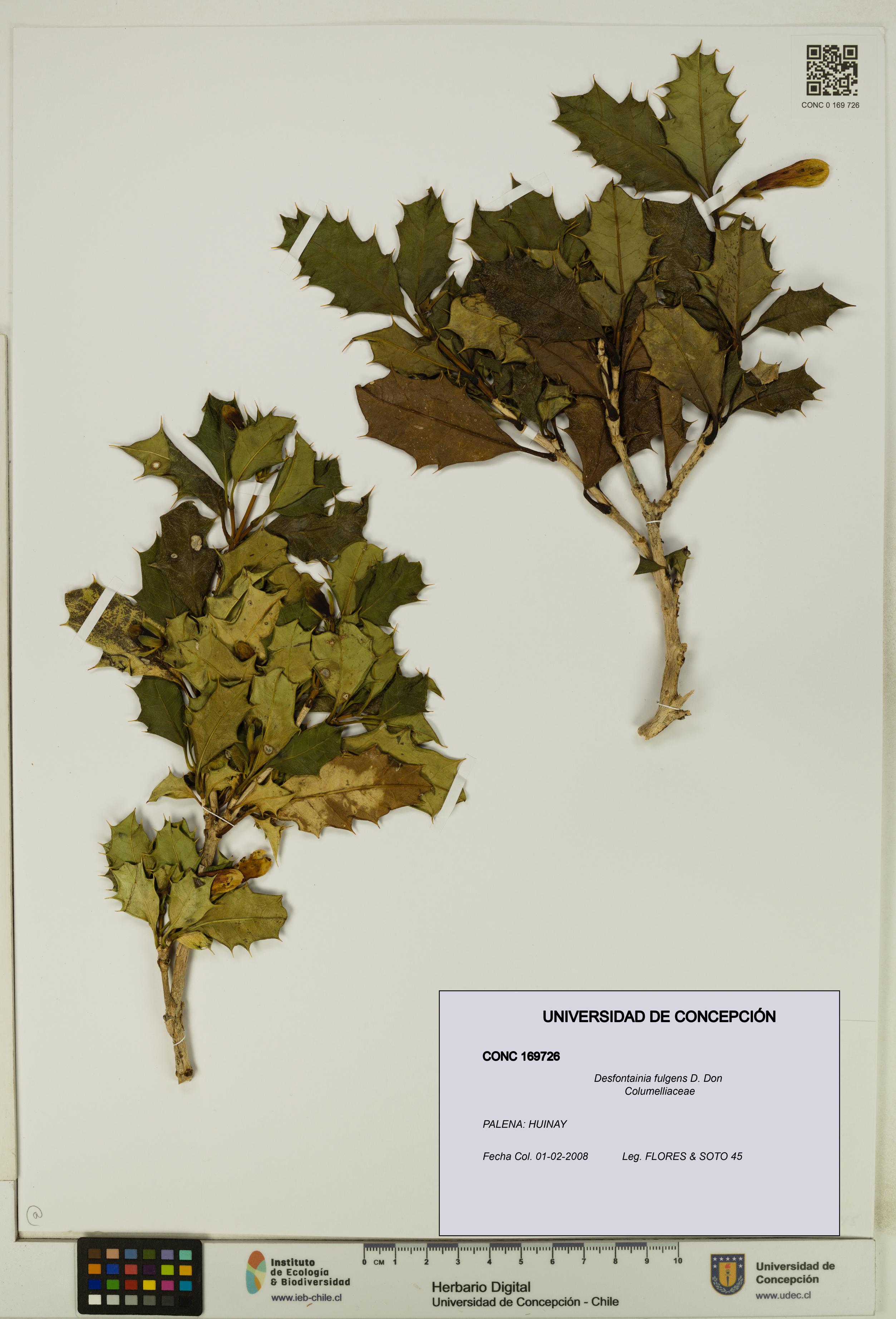 Desfontainia fulgens [Espécimen: UDEC:CONC:0169726]