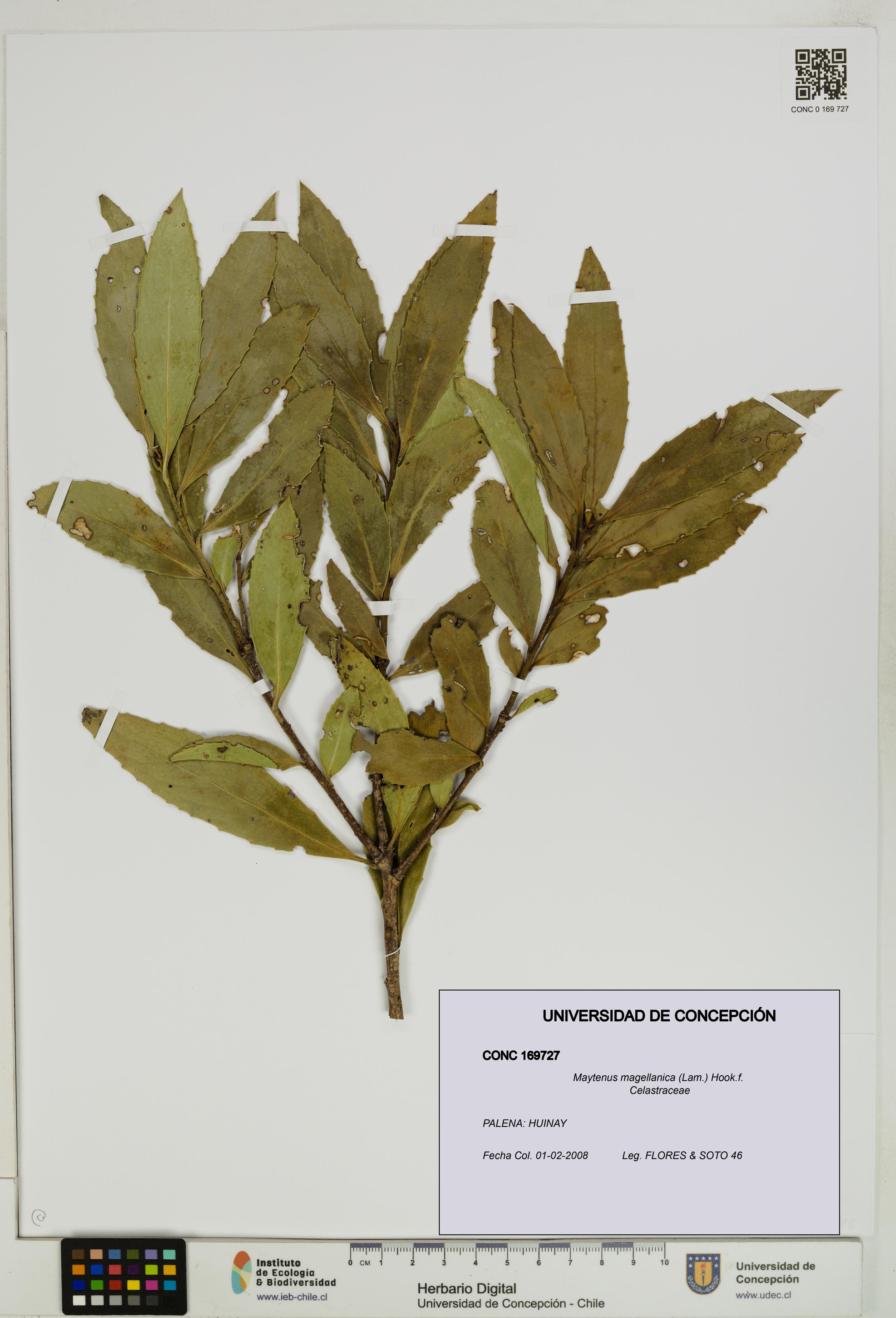 Maytenus magellanica [Espécimen: UDEC:CONC:0169727]