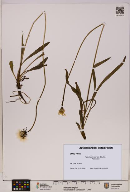 Hypochaeris arenaria [Espécimen: UDEC:CONC:0169737]