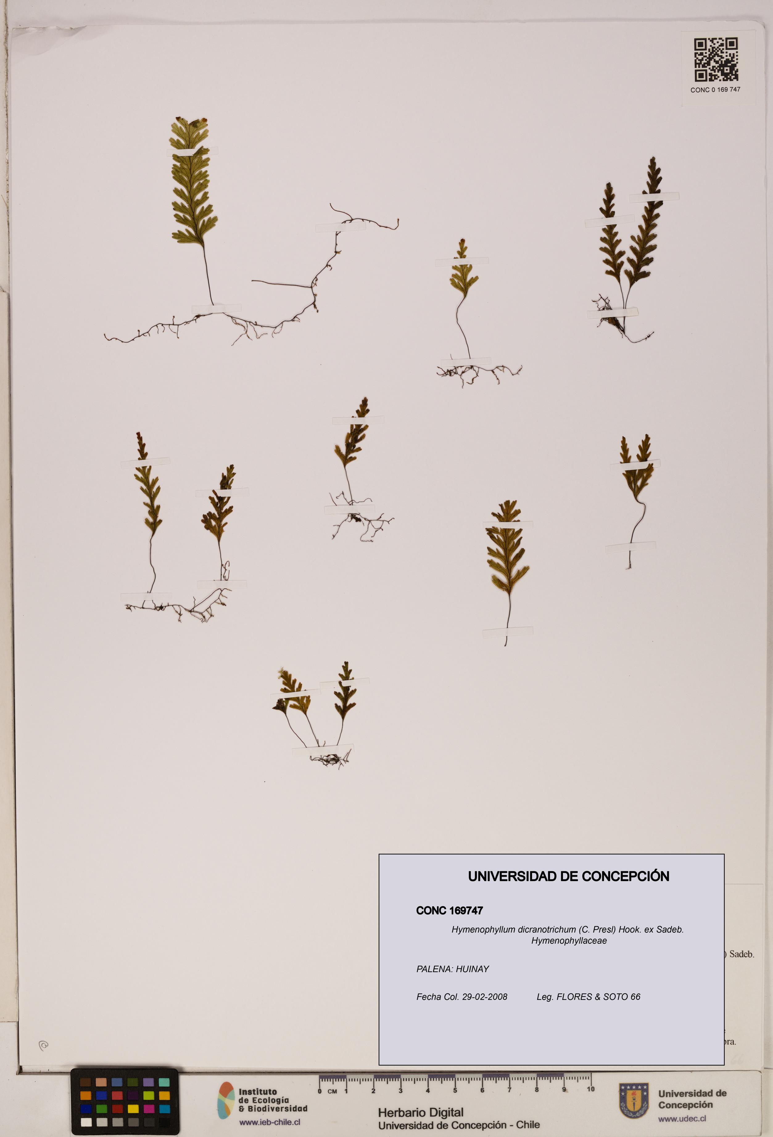 Hymenophyllum dicranotrichum [Espécimen: UDEC:CONC:0169747]