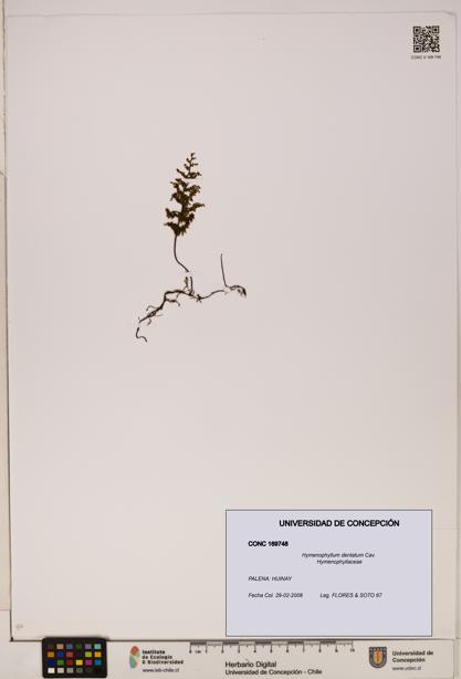 Hymenophyllum dentatum [Espécimen: UDEC:CONC:0169748]