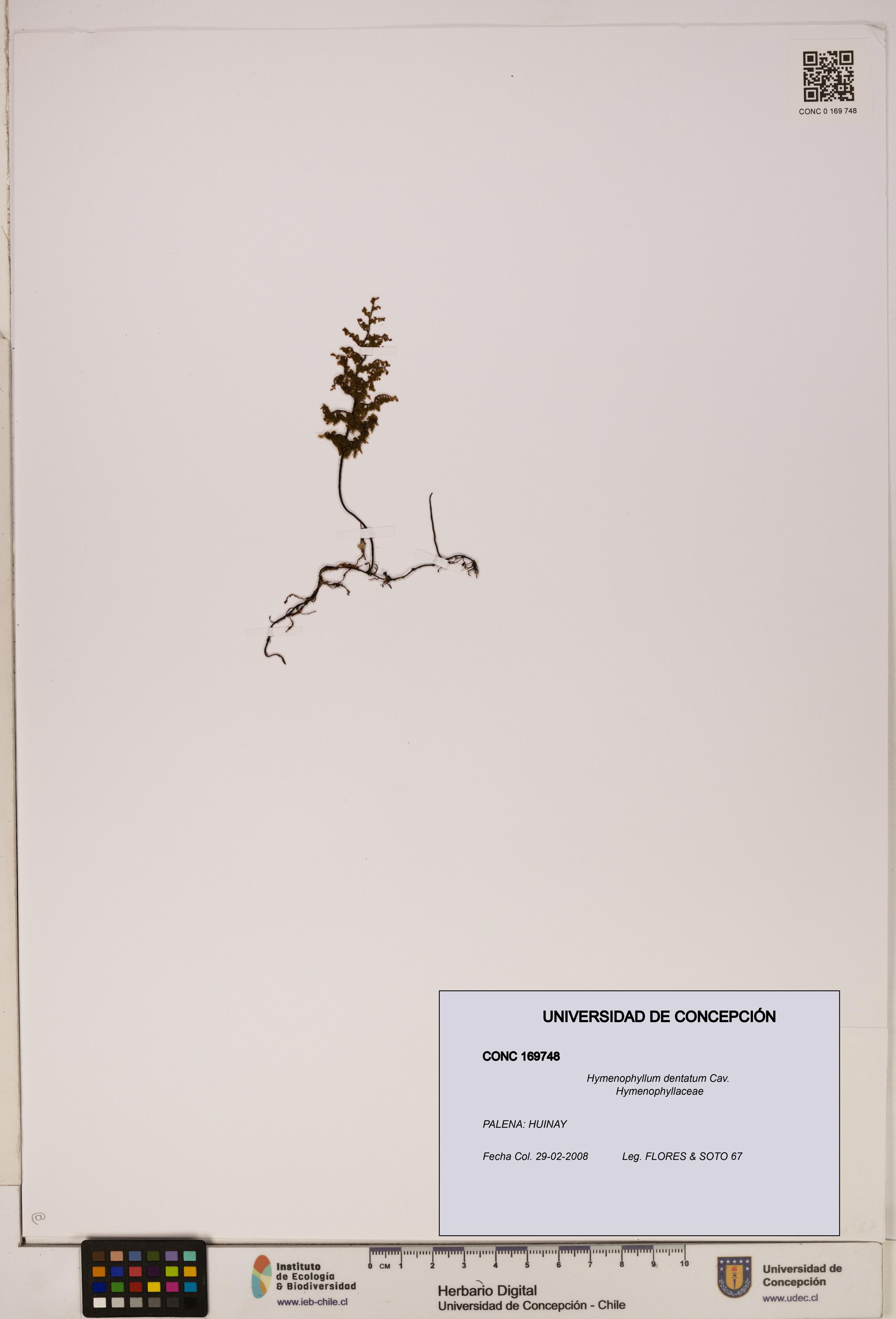 Hymenophyllum dentatum [Espécimen: UDEC:CONC:0169748]