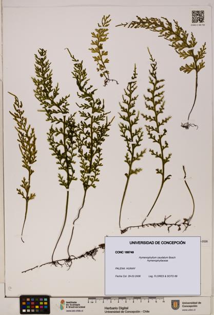 Hymenophyllum caudatum [Espécimen: UDEC:CONC:0169749]