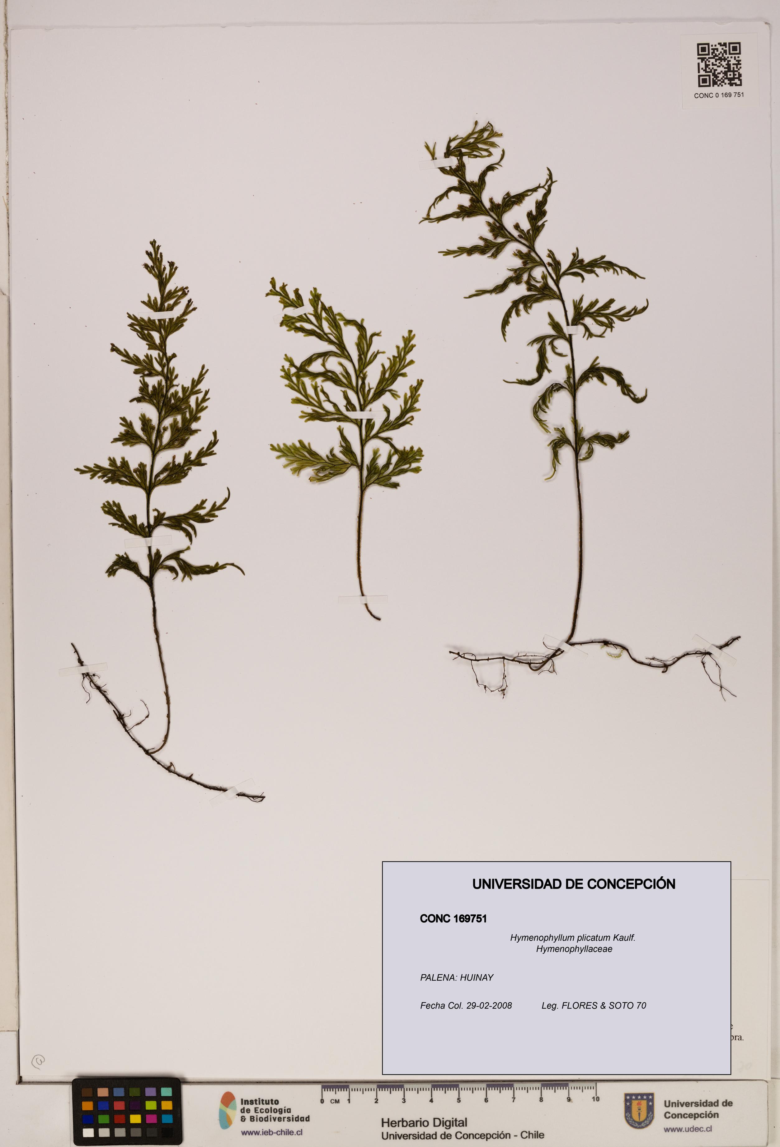 Hymenophyllum plicatum [Espécimen: ]
