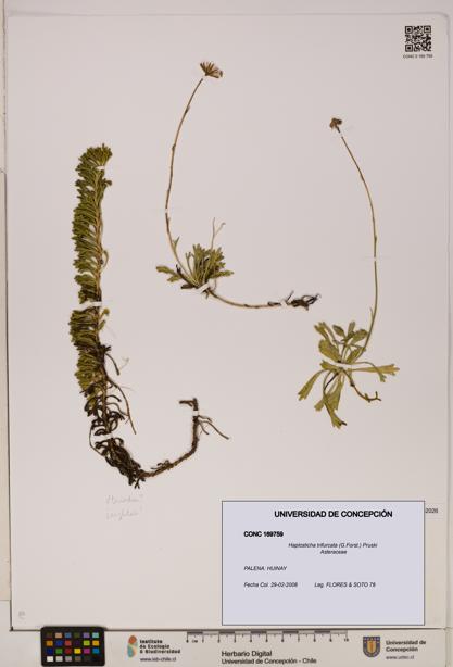 Haplosticha trifurcata [Espécimen: UDEC:CONC:0169759]