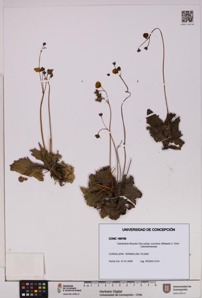 Calceolaria filicaulis [Espécimen: UDEC:CONC:0169765]
