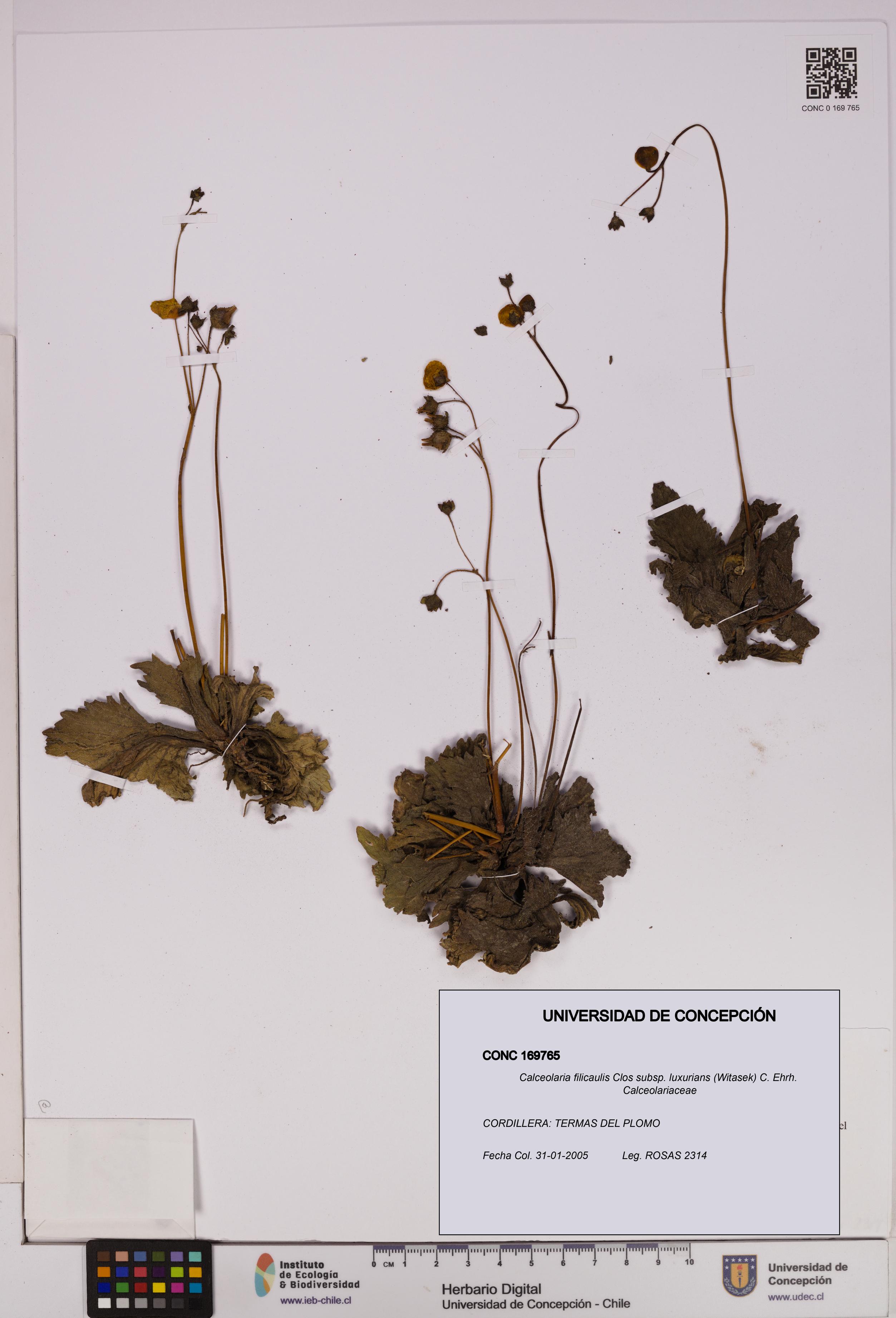 Calceolaria filicaulis [Espécimen: UDEC:CONC:0169765]
