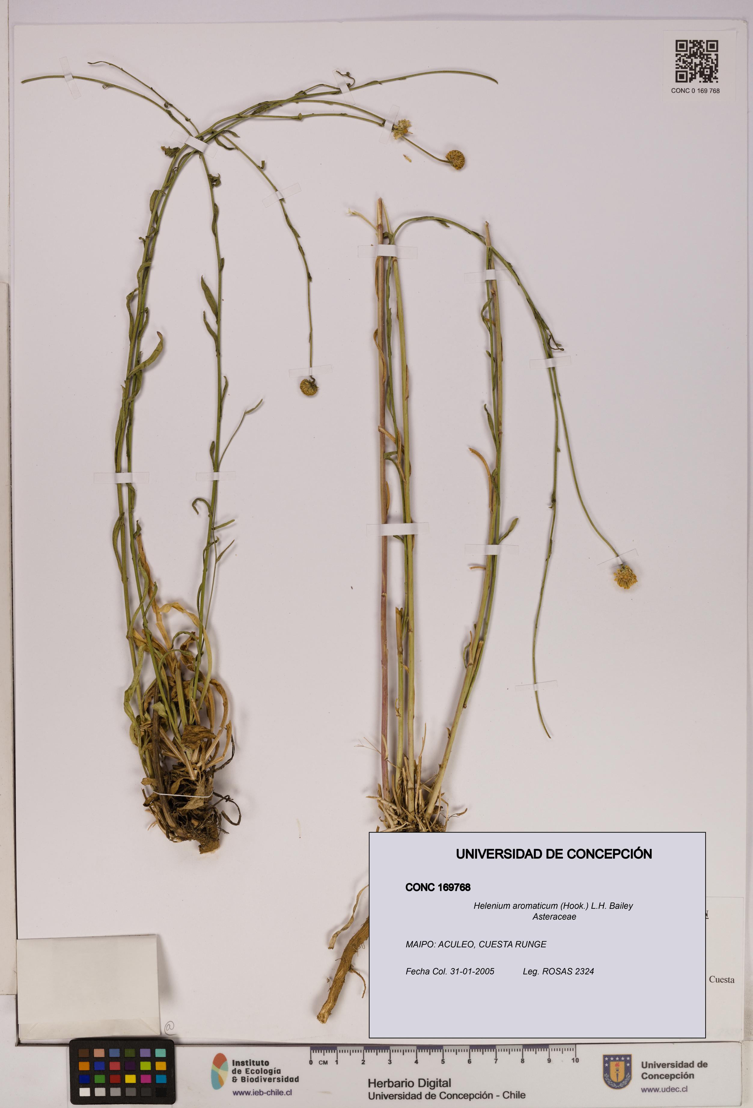 Helenium aromaticum [Espécimen: UDEC:CONC:0169768]