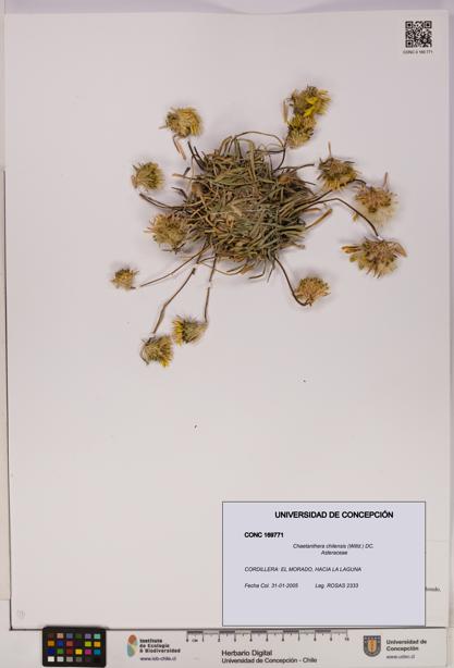 Chaetanthera chilensis [Espécimen: UDEC:CONC:0169771]