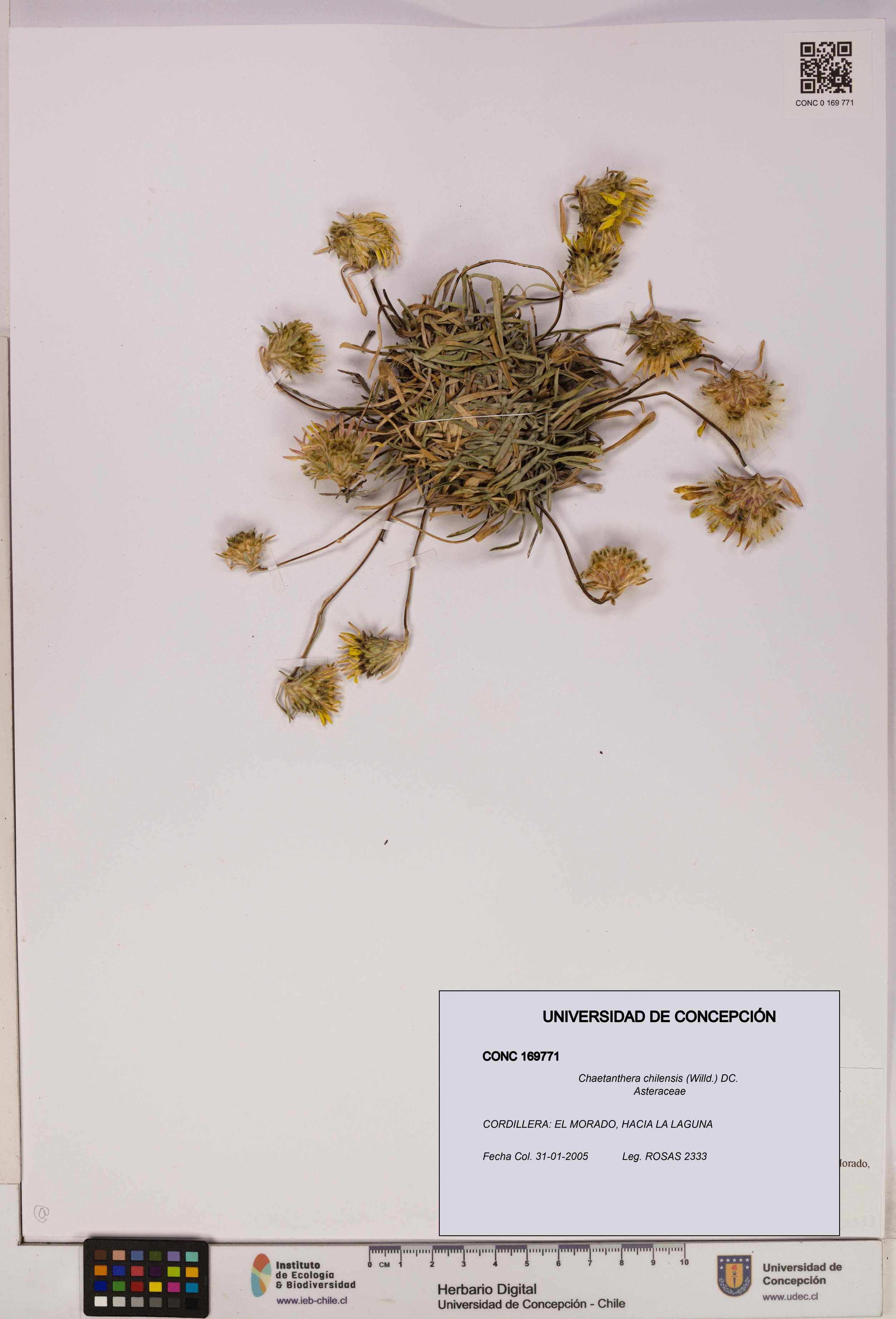 Chaetanthera chilensis [Espécimen: UDEC:CONC:0169771]