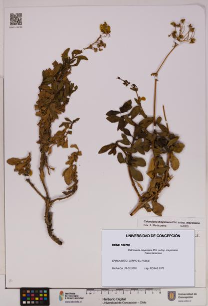 Calceolaria meyeniana subsp. meyeniana [Espécimen: UDEC:CONC:0169782]