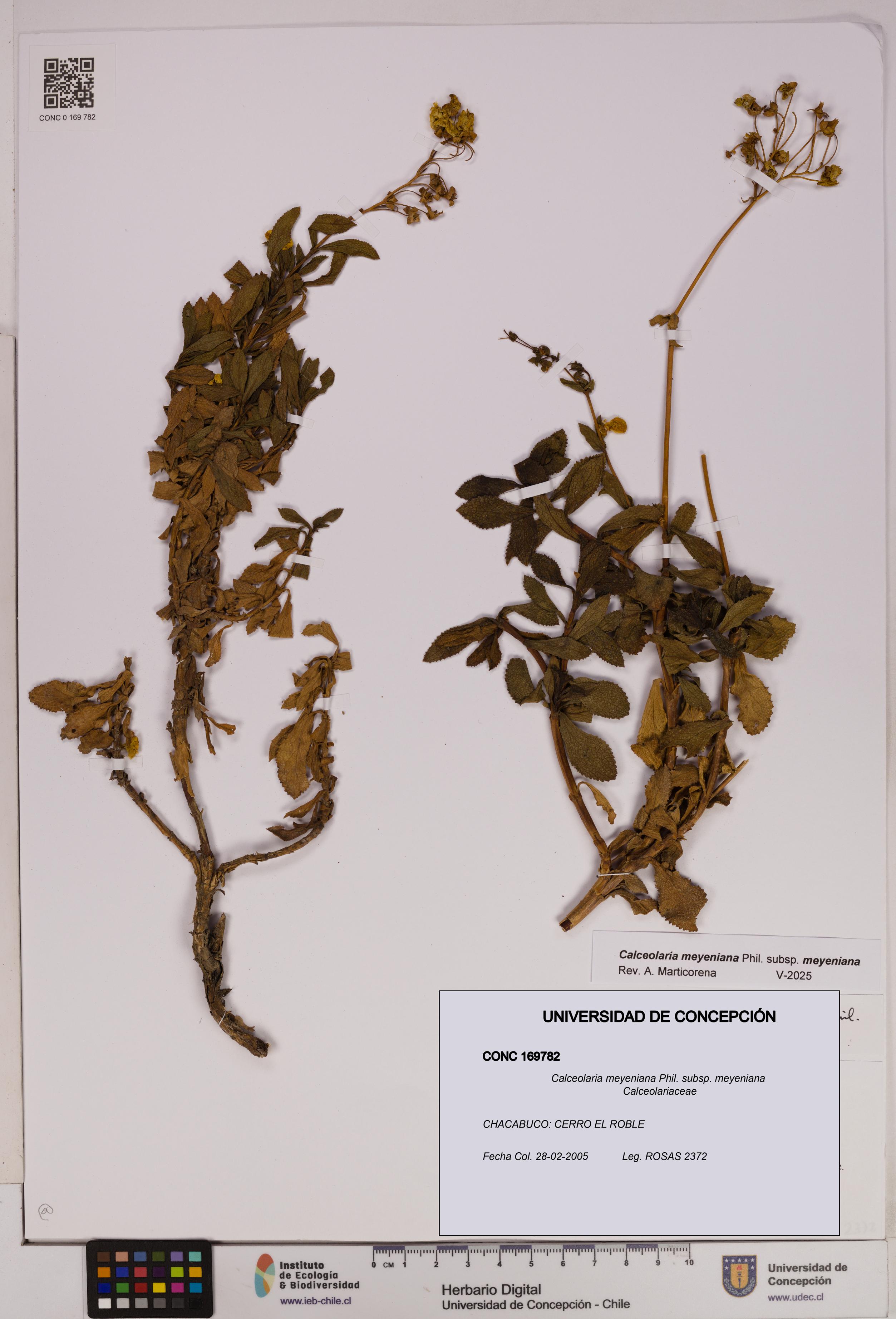 Calceolaria meyeniana subsp. meyeniana [Espécimen: UDEC:CONC:0169782]
