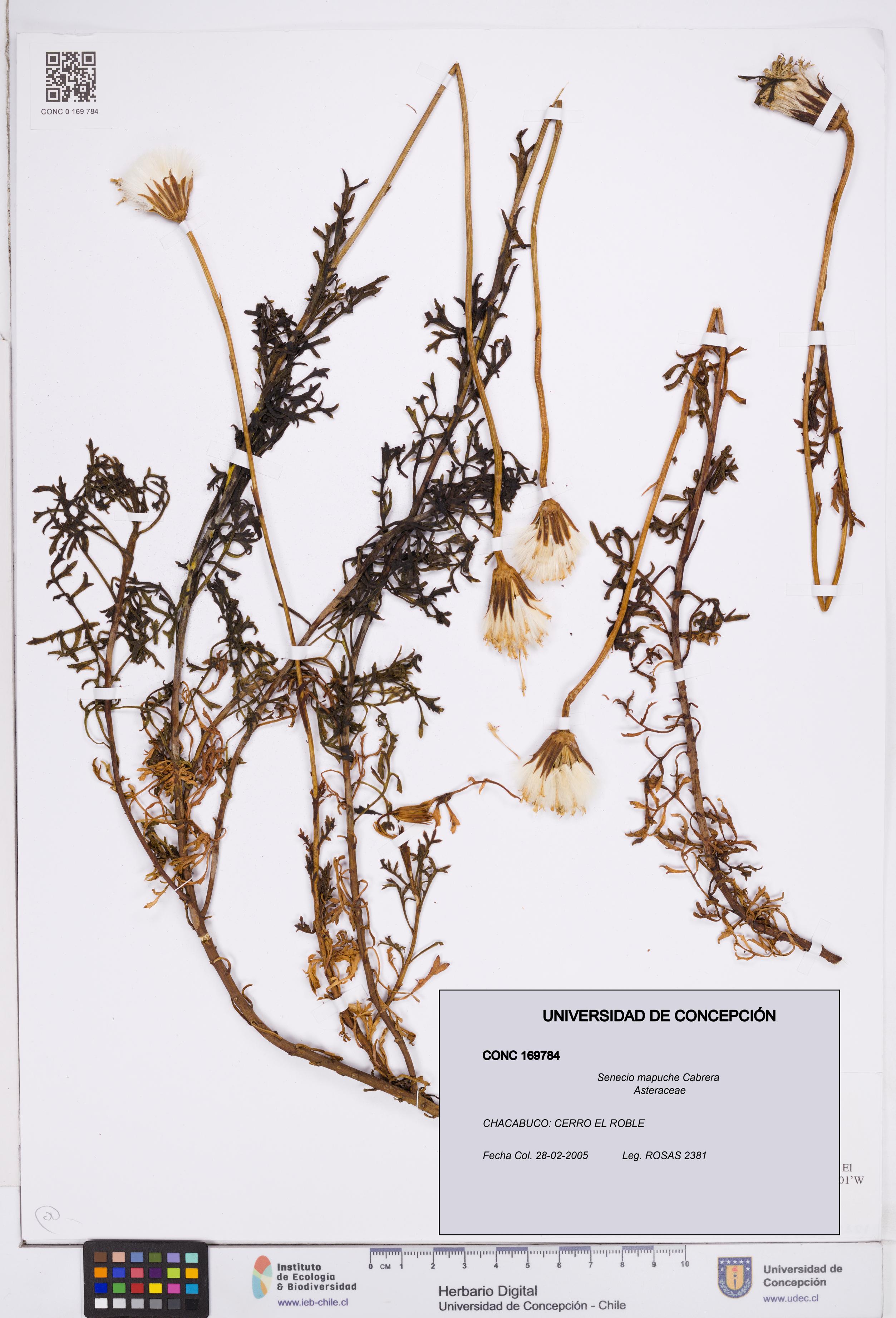 Senecio mapuche [Espécimen: ]