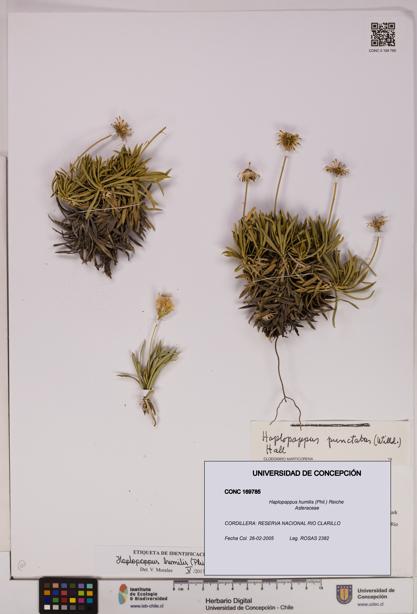 Haplopappus humilis [Espécimen: UDEC:CONC:0169785]