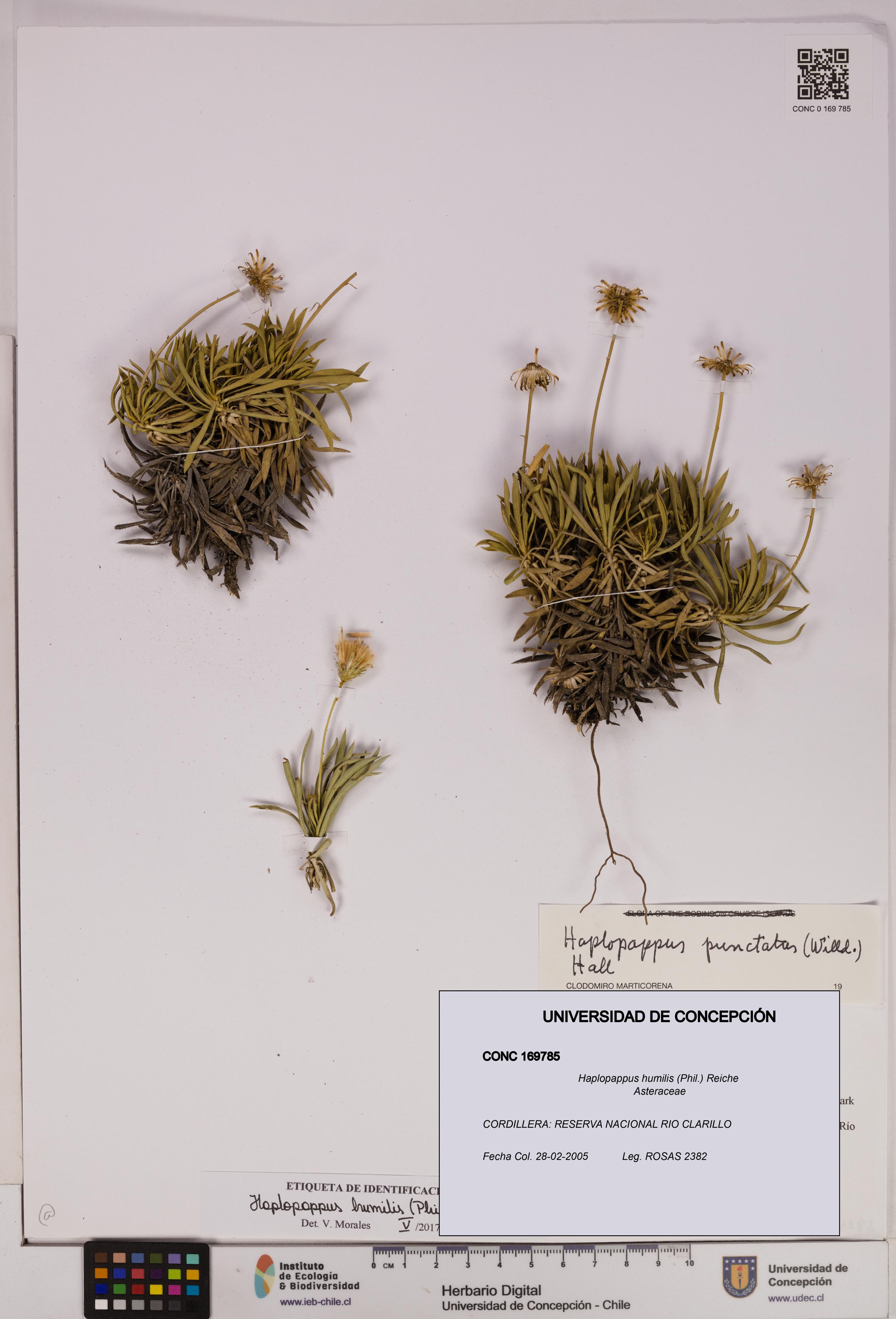 Haplopappus humilis [Espécimen: UDEC:CONC:0169785]