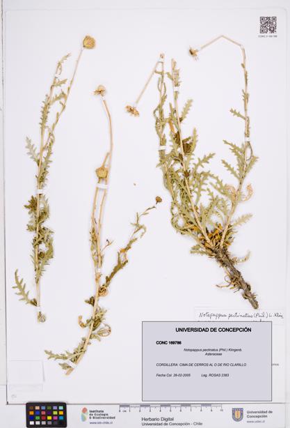 Notopappus pectinatus [Espécimen: ]