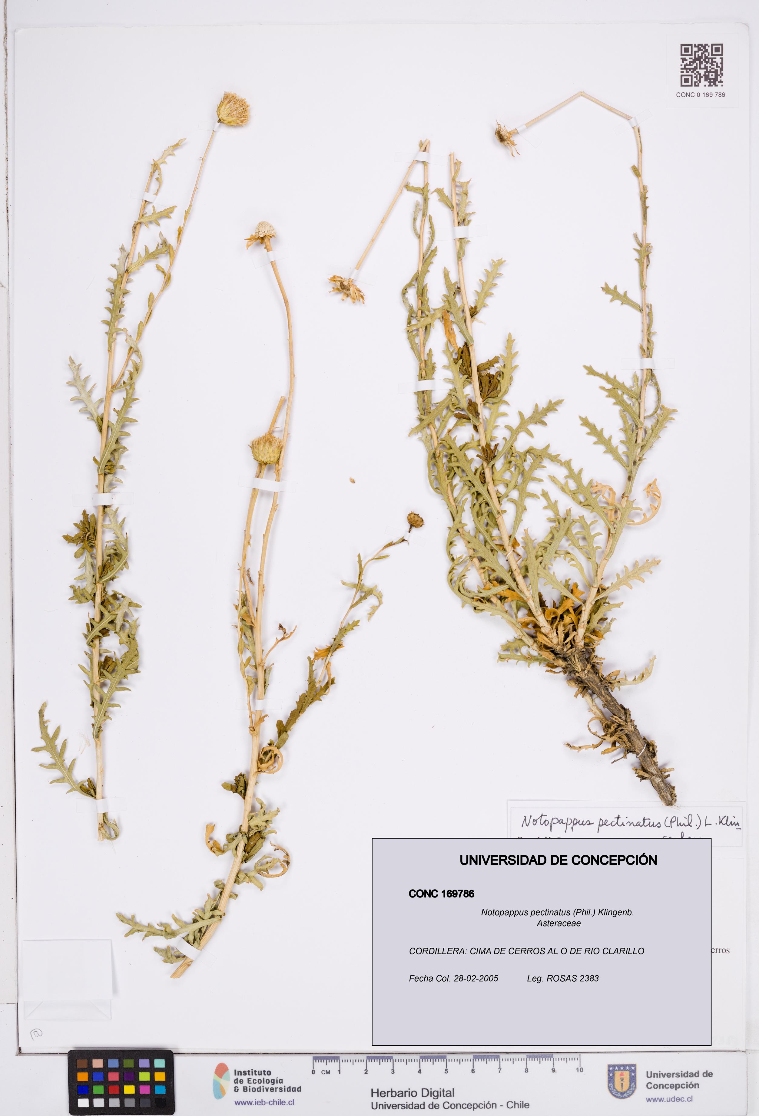 Notopappus pectinatus [Espécimen: ]