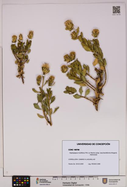 Haplopappus multifolius [Espécimen: UDEC:CONC:0169788]