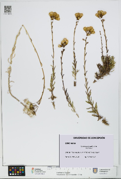 Senecio polygaloides [Espécimen: UDEC:CONC:0169789]