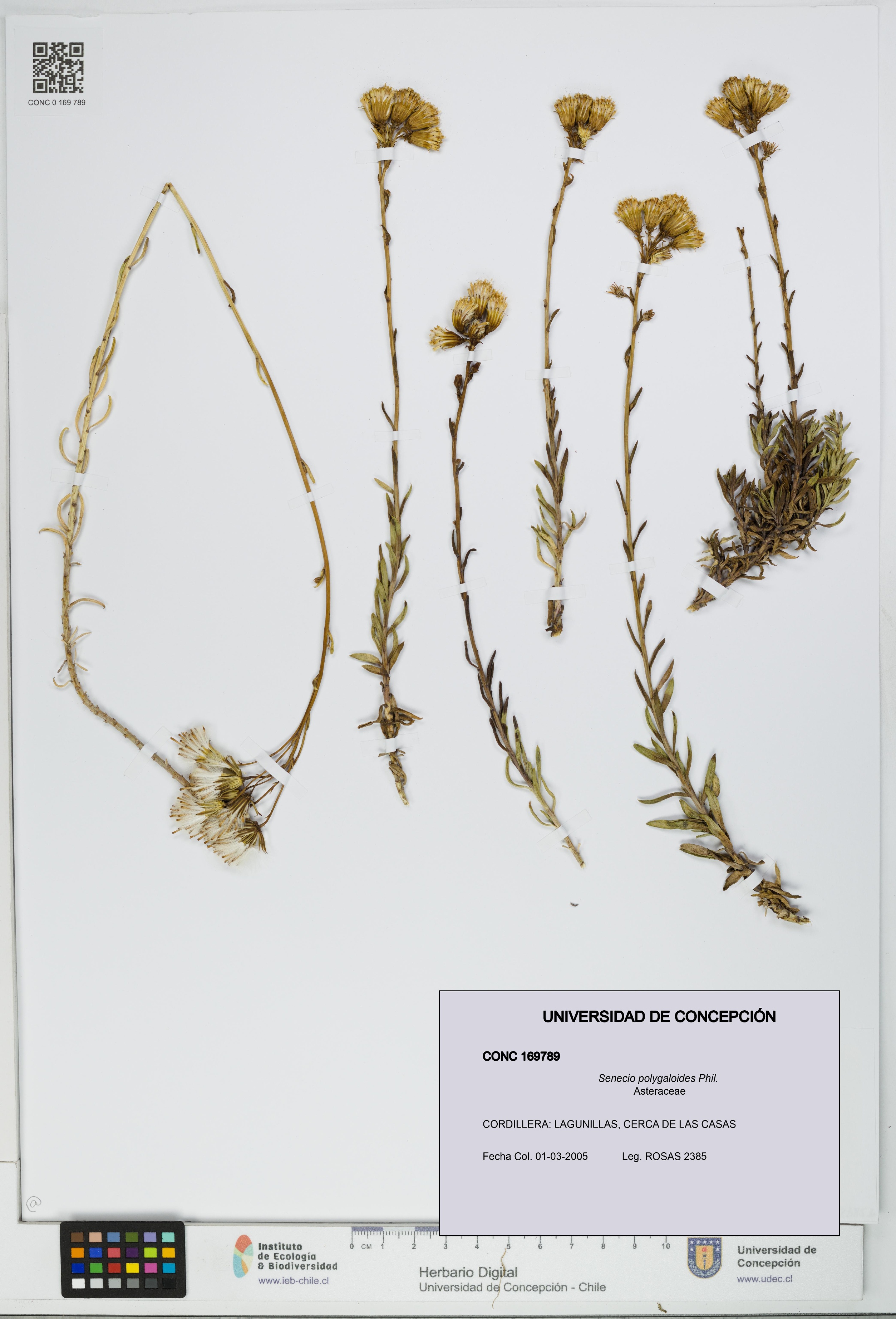 Senecio polygaloides [Espécimen: UDEC:CONC:0169789]
