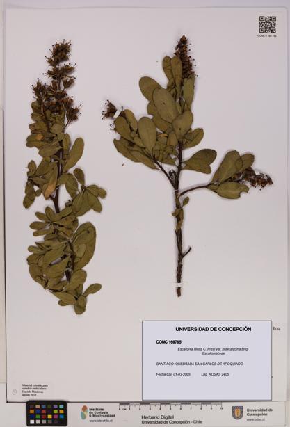 Escallonia illinita [Espécimen: UDEC:CONC:0169795]