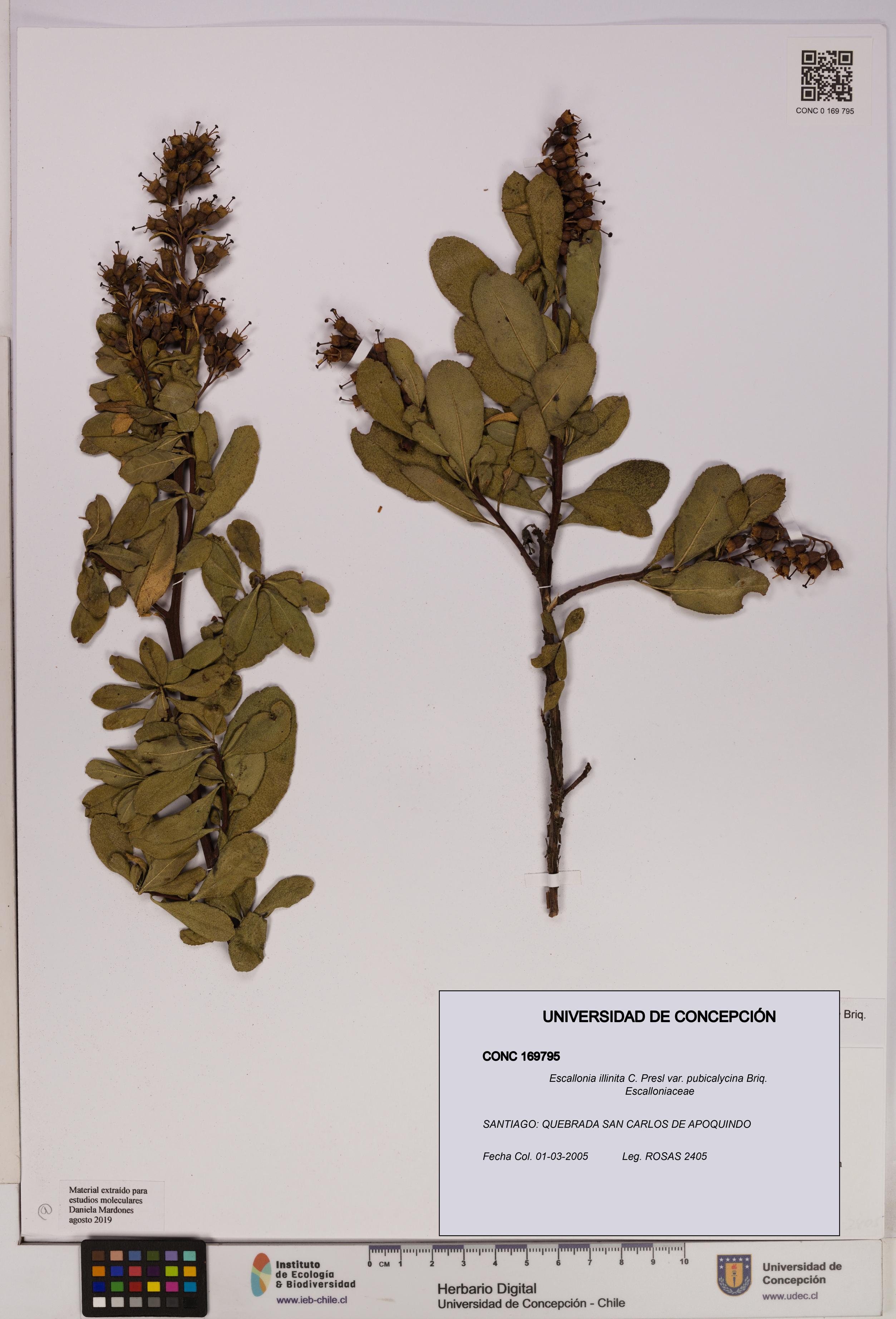Escallonia illinita [Espécimen: UDEC:CONC:0169795]