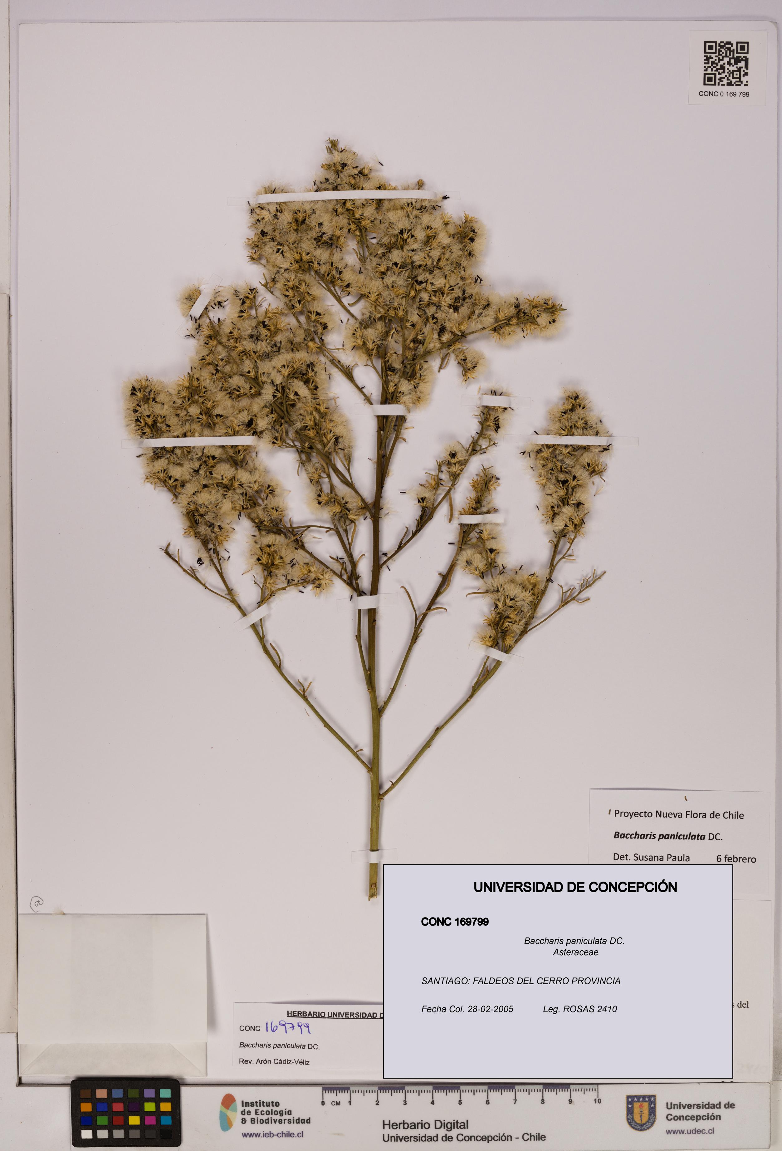 Baccharis paniculata [Espécimen: UDEC:CONC:0169799]