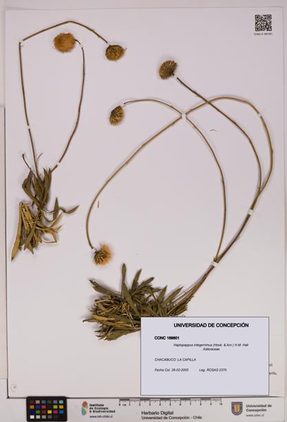 Haplopappus integerrimus [Espécimen: UDEC:CONC:0169801]