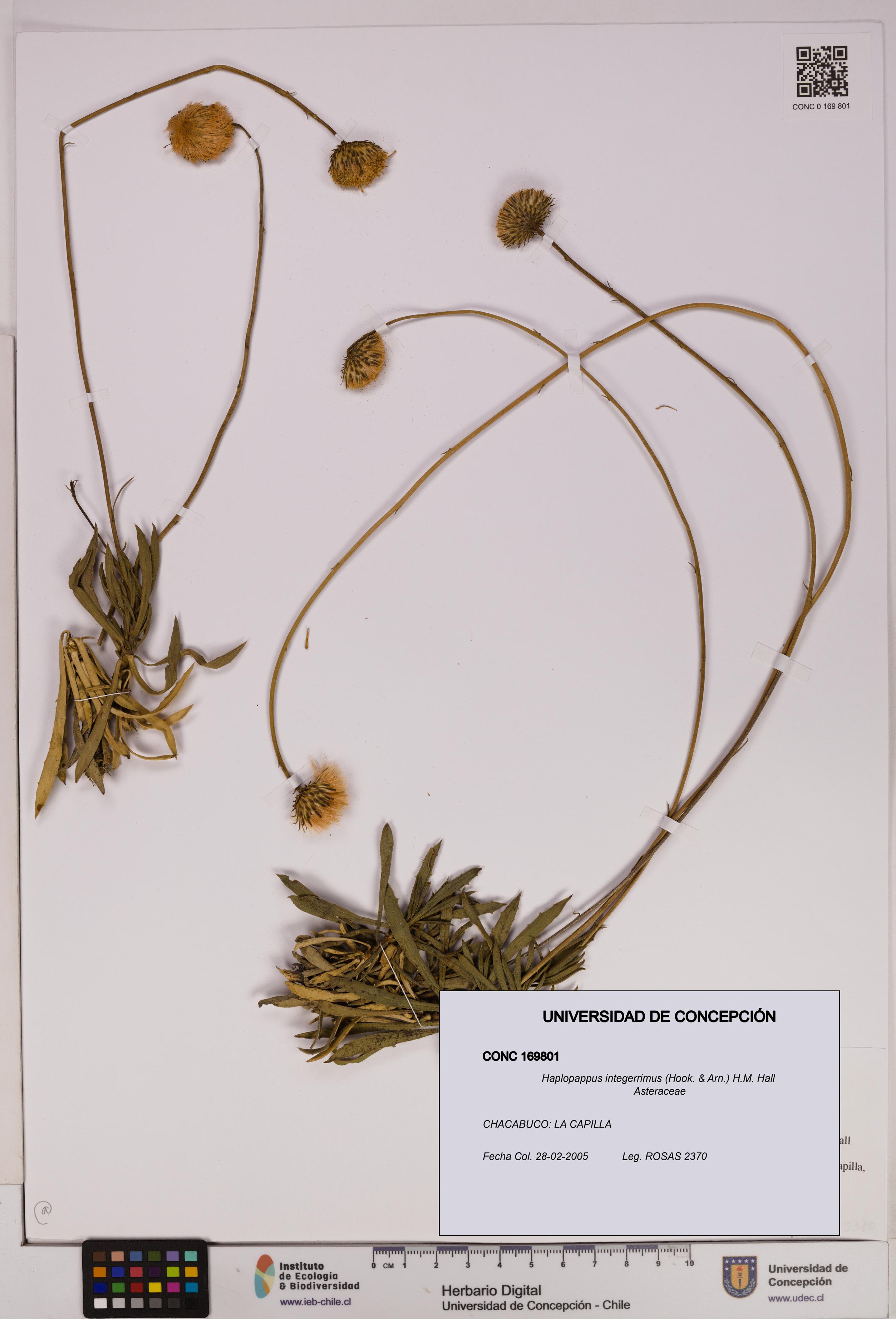 Haplopappus integerrimus [Espécimen: UDEC:CONC:0169801]