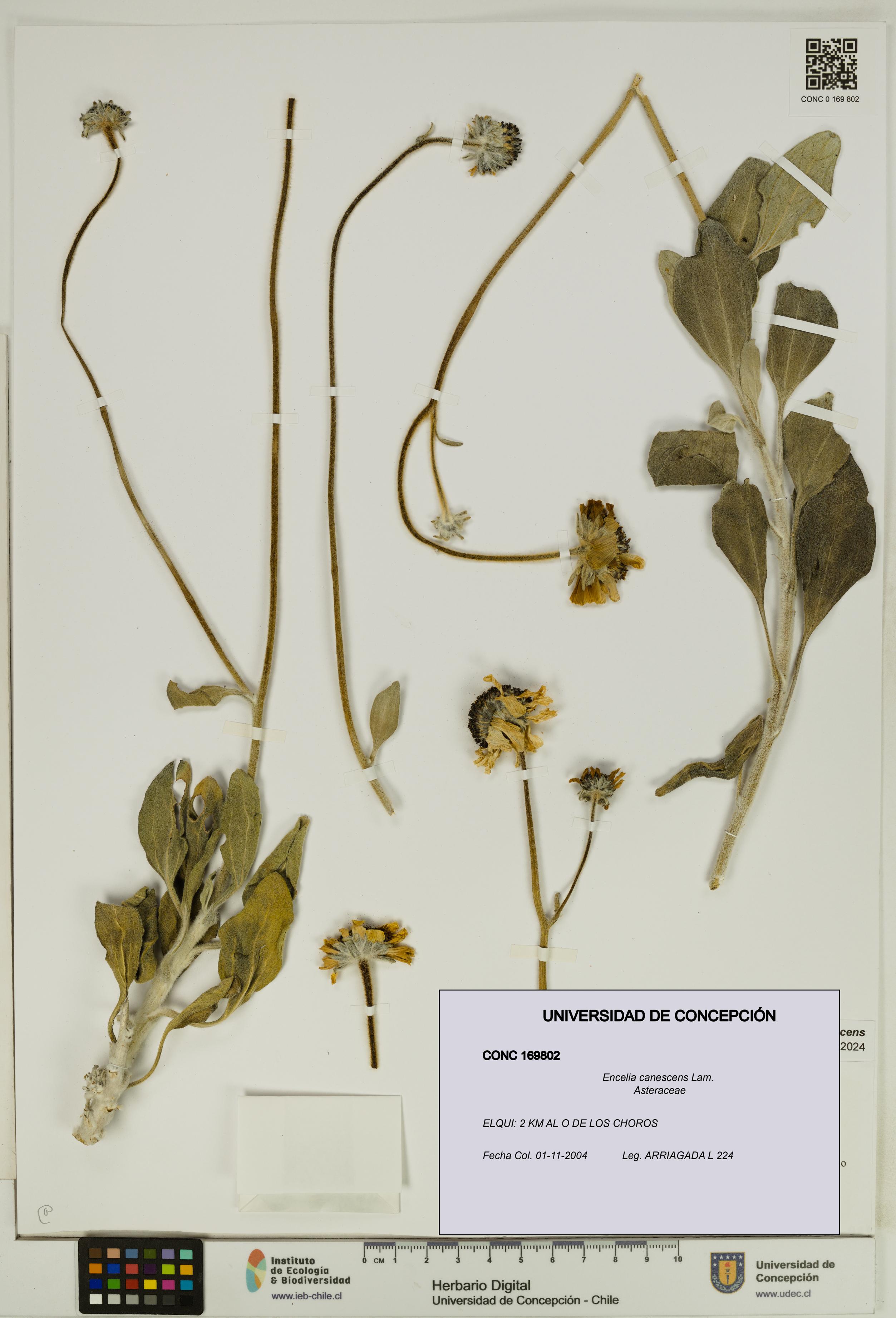 Encelia canescens [Espécimen: UDEC:CONC:0169802]